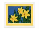 Daffodils